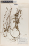 Phyllanthus liebmannianus image