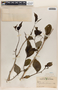 Phyllanthus grandifolius image