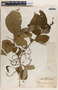 Phyllanthus grandifolius image