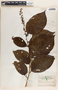 Phyllanthus grandifolius image