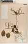 Phyllanthus grandifolius image