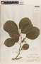 Phyllanthus grandifolius image