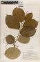 Phyllanthus grandifolius image