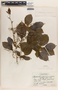 Phyllanthus grandifolius image