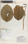 Phyllanthus grandifolius image