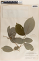 Phyllanthus grandifolius image