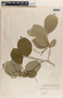 Phyllanthus grandifolius image