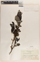 Phyllanthus grandifolius image