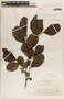 Phyllanthus grandifolius image