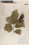 Phyllanthus grandifolius image