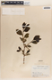 Phyllanthus grandifolius image