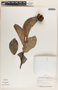 Phyllanthus grandifolius image