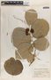Phyllanthus grandifolius image
