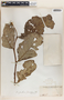 Phyllanthus grandifolius image