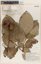 Phyllanthus grandifolius image