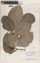 Phyllanthus grandifolius image