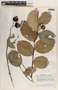 Phyllanthus grandifolius image
