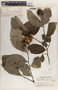 Phyllanthus grandifolius image