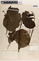 Phyllanthus grandifolius image