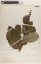 Phyllanthus grandifolius image
