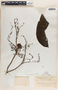 Phyllanthus grandifolius image