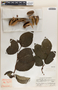 Phyllanthus grandifolius image