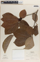 Phyllanthus grandifolius image