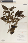 Phyllanthus grandifolius image