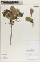 Phyllanthus grandifolius image