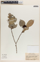 Phyllanthus grandifolius image