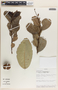 Phyllanthus grandifolius image