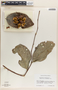 Phyllanthus grandifolius image