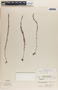 Phyllanthus hyssopifolioides image