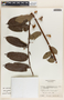 Phyllanthus juglandifolius image