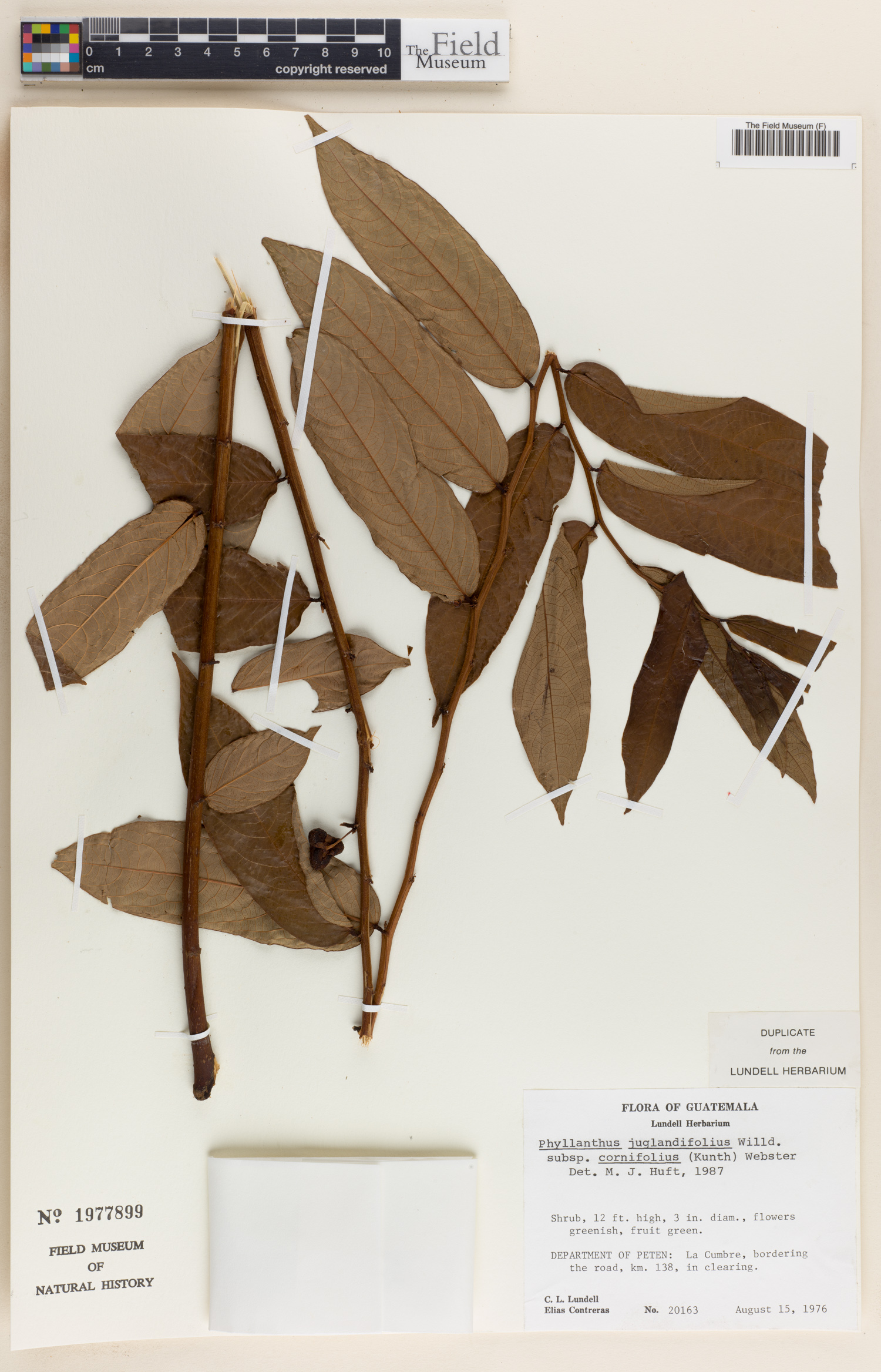 Phyllanthus juglandifolius image