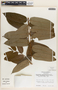 Phyllanthus juglandifolius image