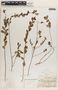 Phyllanthus niruri image