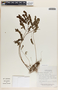 Phyllanthus niruri image