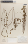 Phyllanthus niruri image