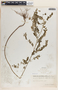 Phyllanthus niruri image