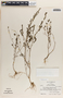 Phyllanthus niruri image
