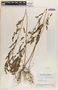 Phyllanthus niruri image