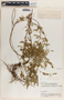 Phyllanthus niruri image