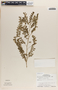 Phyllanthus niruri image