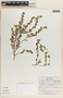 Phyllanthus liebmannianus image