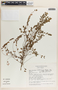 Phyllanthus liebmannianus image