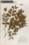 Phyllanthus minarum image