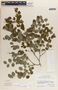 Phyllanthus mcvaughii image