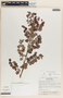 Phyllanthus mcvaughii image