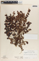 Phyllanthus mcvaughii image